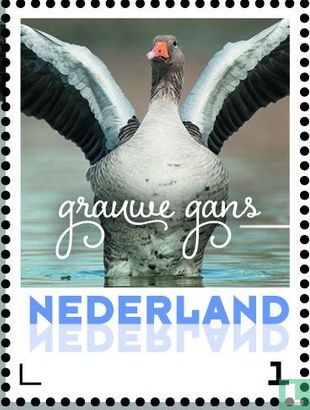 Winter Birds - Greylag Goose