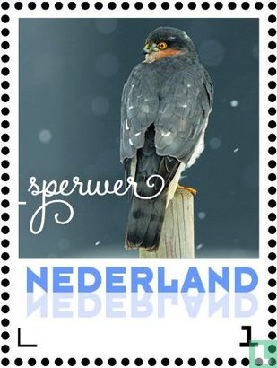 Winter birds - Eurasian Sparrowhawk - Image 1