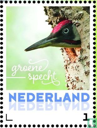 Spring Birds - Green woodpecker