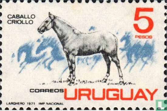 Criollo horse - Image 1