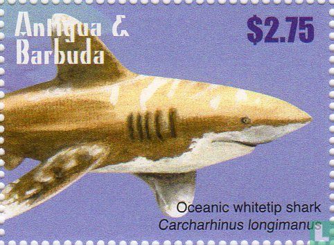 Haaien van het Caribisch gebied