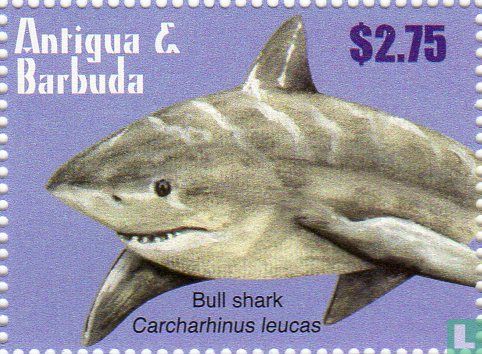 Haaien van het Caribisch gebied