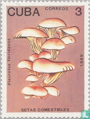 Eetbare paddenstoelen      