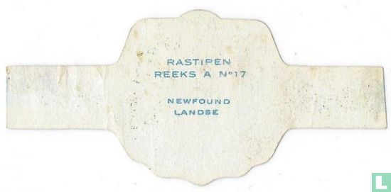 Newfoundlandse - Afbeelding 2