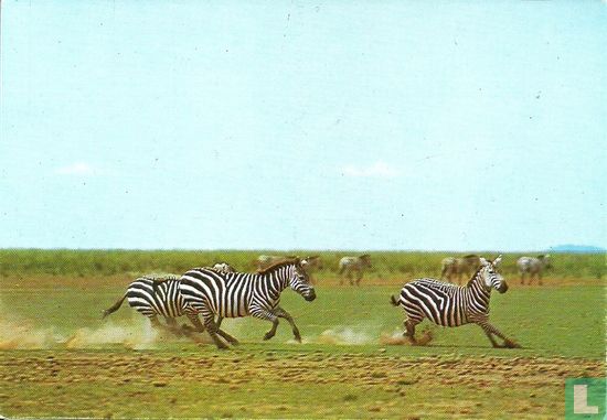 Grant's zebra - Afbeelding 1