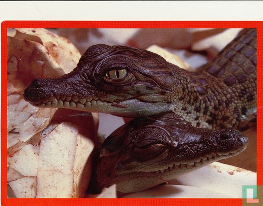 Crocodile Hatchlings