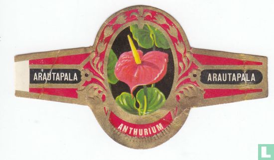 Anthurium - Afbeelding 1