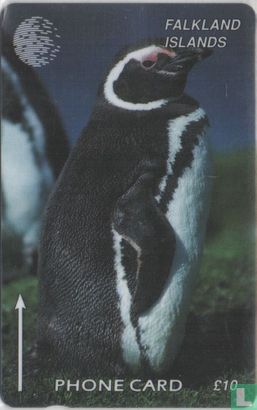 Jackass Penguin - Afbeelding 1
