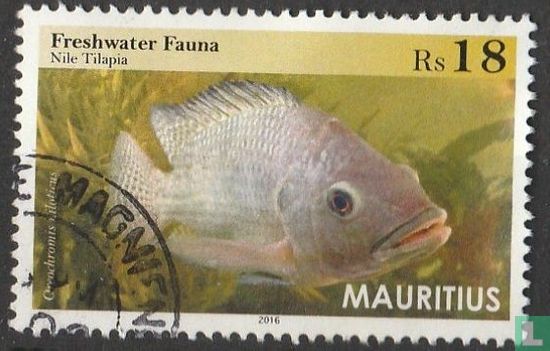 Tilapia du Nil