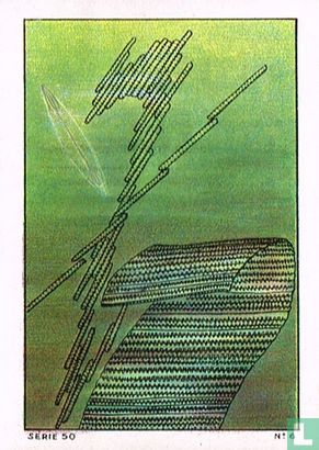 Diatomée en bâtonnets et Amphipieure transparente - Afbeelding 1