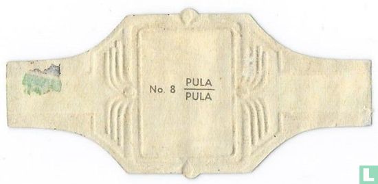Pula - Image 2