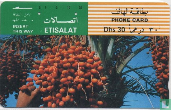 Date Palm Clusters - Image 1