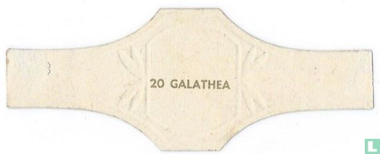 Galathea - Afbeelding 2