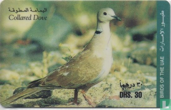 Collared Dove - Afbeelding 1