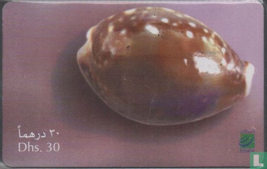 Shell - Image 1