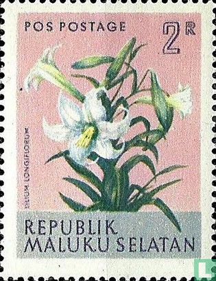 Lilium longiflorum