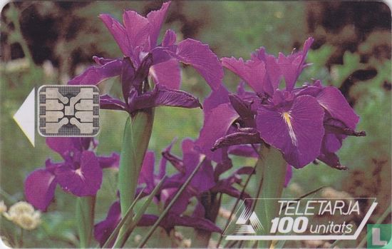 Pyrenean Iris - Afbeelding 1