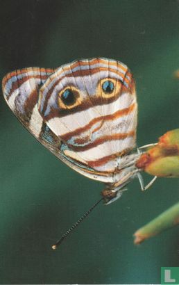 Zuid-Amerikaanse parelmoervlinder