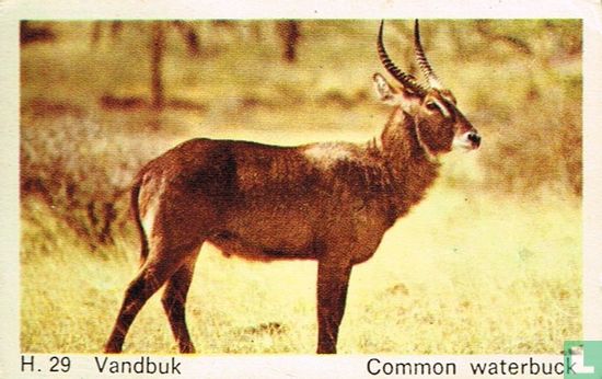 Common waterbuck - Bild 1