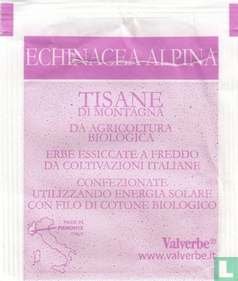Echinacea Alpina - Image 2