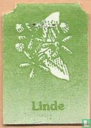 Linde / Tilleul - Afbeelding 1