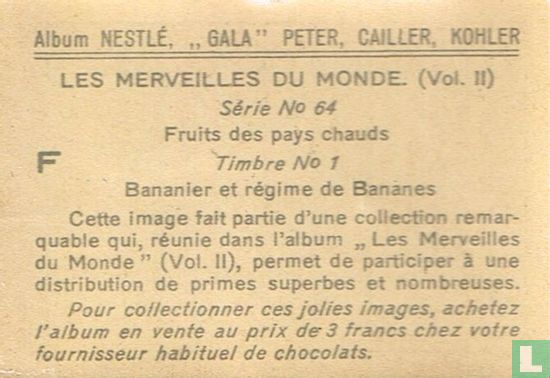 Bananier et régime de Bananes - Image 2