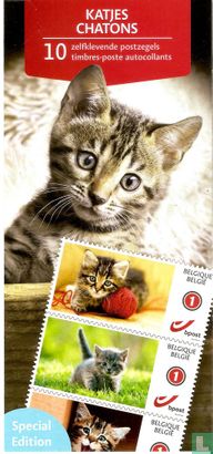 Chatons  - Image 1