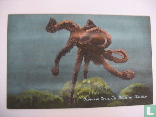 Octopus or Squid. The Aquarium. Honolulu 