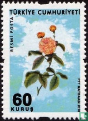 roses