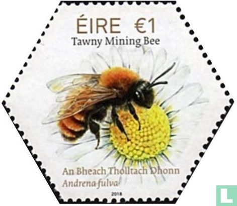 irish native bees