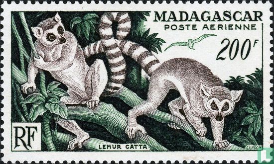 Ring-tailed lemur - Image 1