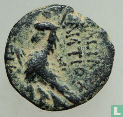 Seleucia Empire  AE18  (Antiochus VIII Grypus)  125-97 BCE - Bild 1