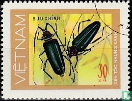 Beetles