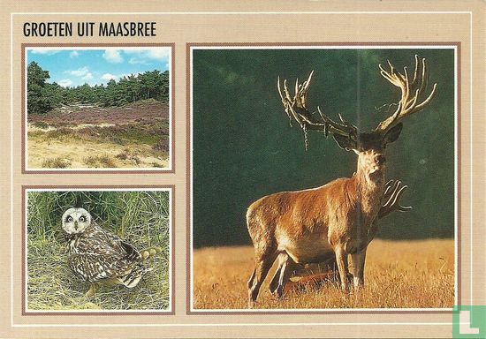Groeten uit Maasbree - Image 1