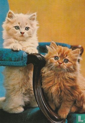 2 katjes op stoel - Afbeelding 1