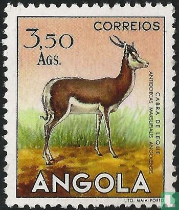 Angola-Springbock