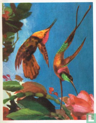 Kolibri - Bild 1