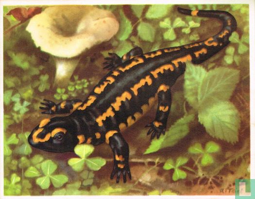 Salamander - Afbeelding 1