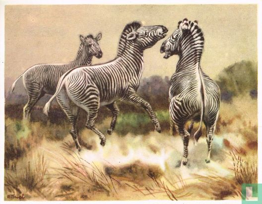 Grevy Zebra - Afbeelding 1