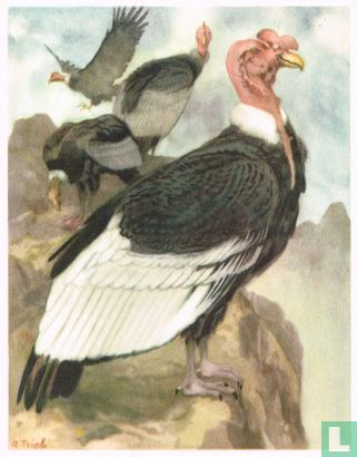 Condor - Afbeelding 1