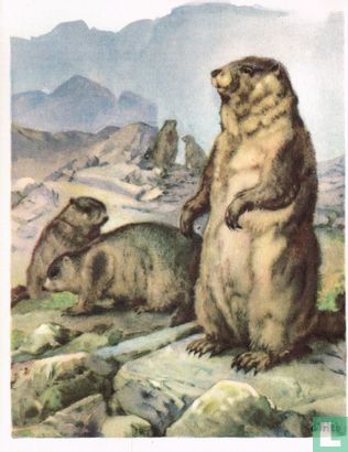 Marmot - Afbeelding 1