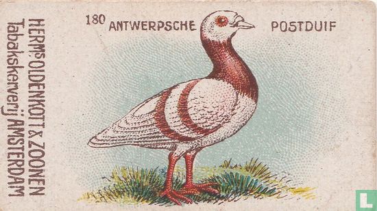 Antwerpsche Postduif