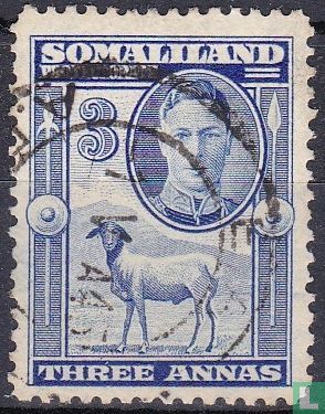 Somaliaschaf