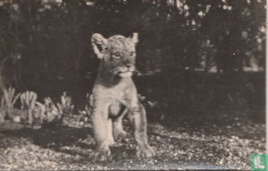 Jonge leeuw Brutus, 5 mnd. oud - Afbeelding 1