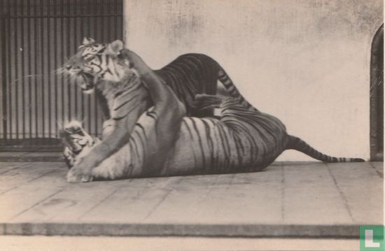 Sumatraansche tijger Setan en tijgerin Lientje
