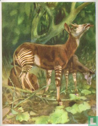 De Okapi - Afbeelding 1