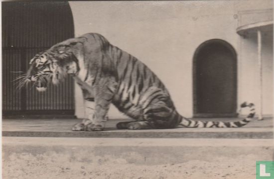 Bengaalse tijgerin Inda