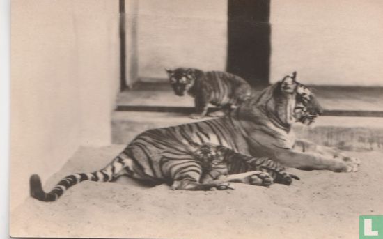 Bengaalsche tijgerin Ranie met jongen - Afbeelding 1
