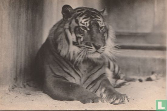 Sumatraansche tijger Setan