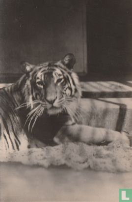 Sumatraansche tijgerin Diana